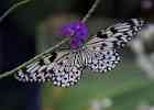 Exotic Butterflies